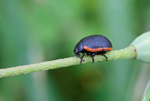 Réf. 231 035 : Chrysolina kuesteri